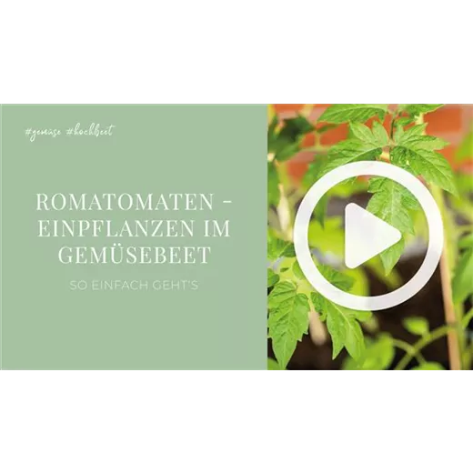 Romatomaten - Einpflanzen im Gemüsebeet